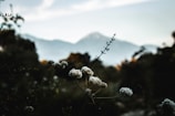 Close-up of wildflowers blooming along a serene mountain path.