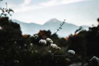 Close-up of a serene residential plot bordered by wildflowers with mountain backdrop.