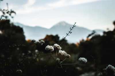Close-up of wildflowers blooming along a serene mountain path.