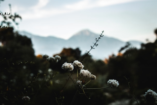 Close-up of a serene residential plot bordered by wildflowers with mountain backdrop.