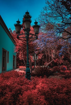 a street light sitting in the middle of a lush green field