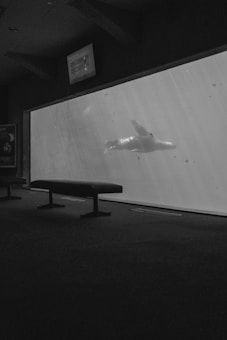 A large aquarium window shows a seal swimming gracefully underwater. The room is dimly lit with a bench positioned in front of the aquarium. An information screen hangs above.