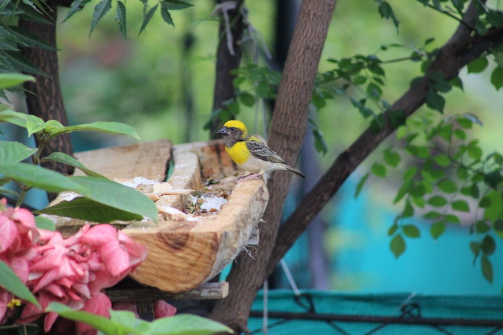a small yellow and black bird sitting on top of a piece of wood