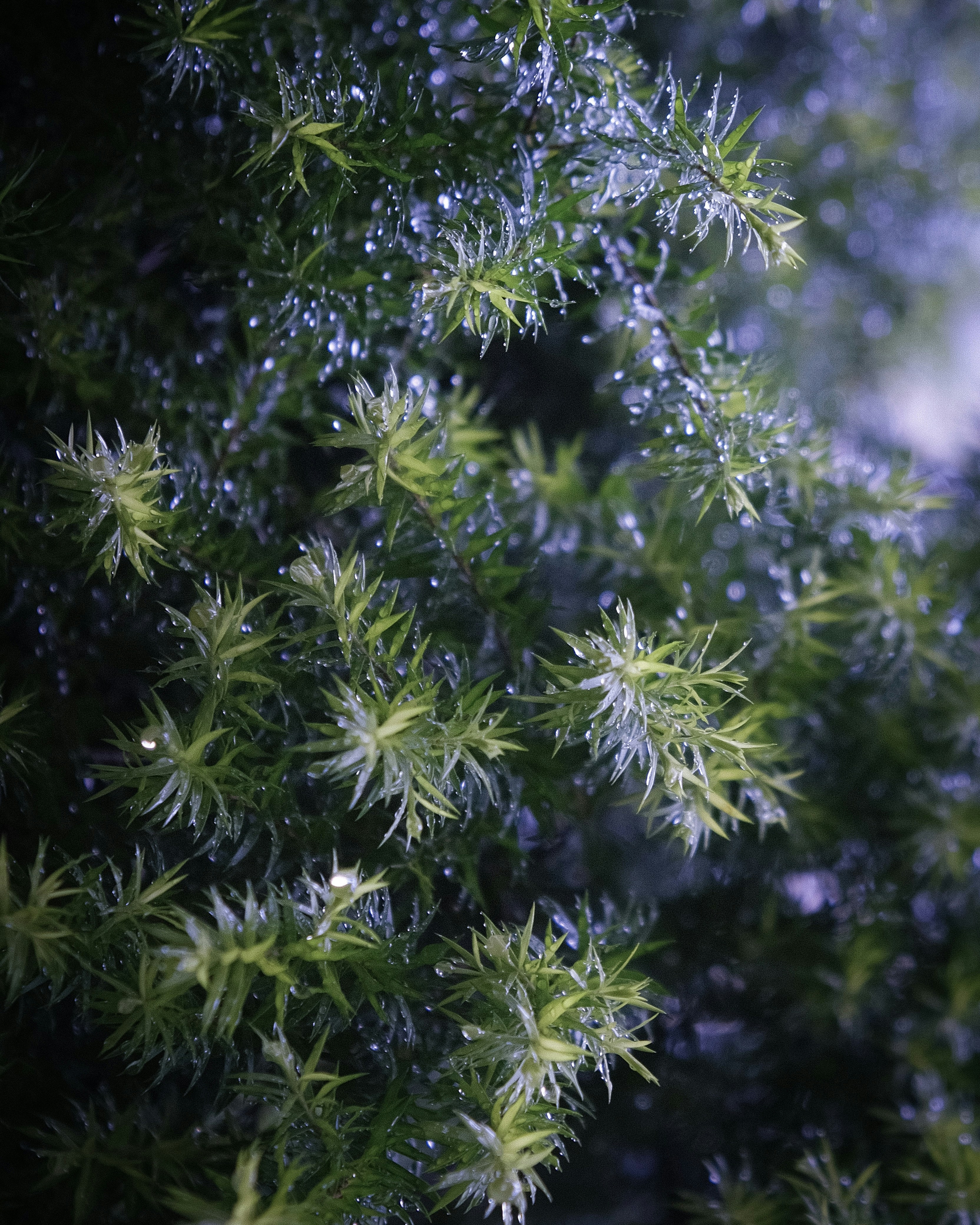 a close up of a tree with lots of snow on it