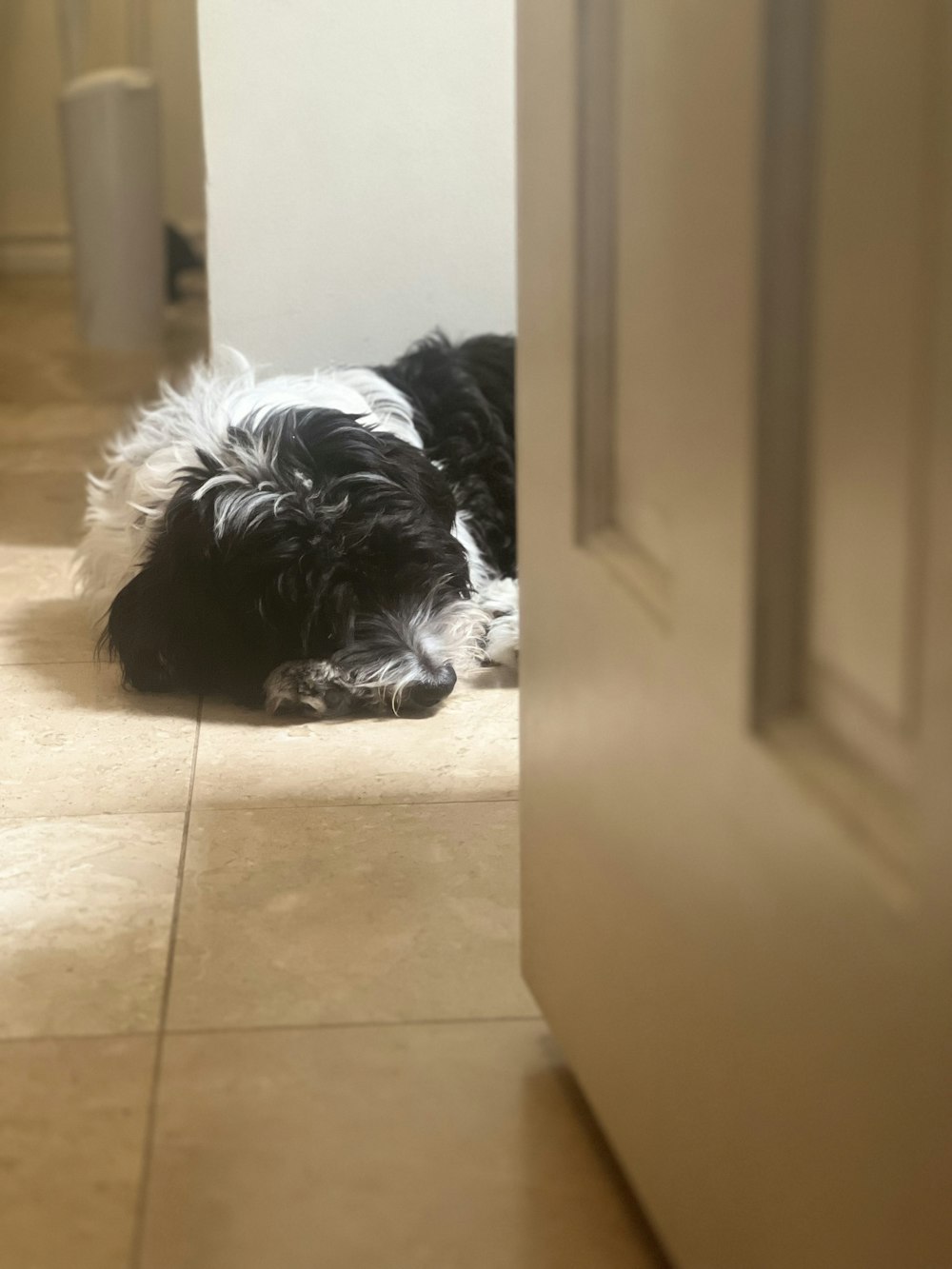 a black and white dog laying on the floor