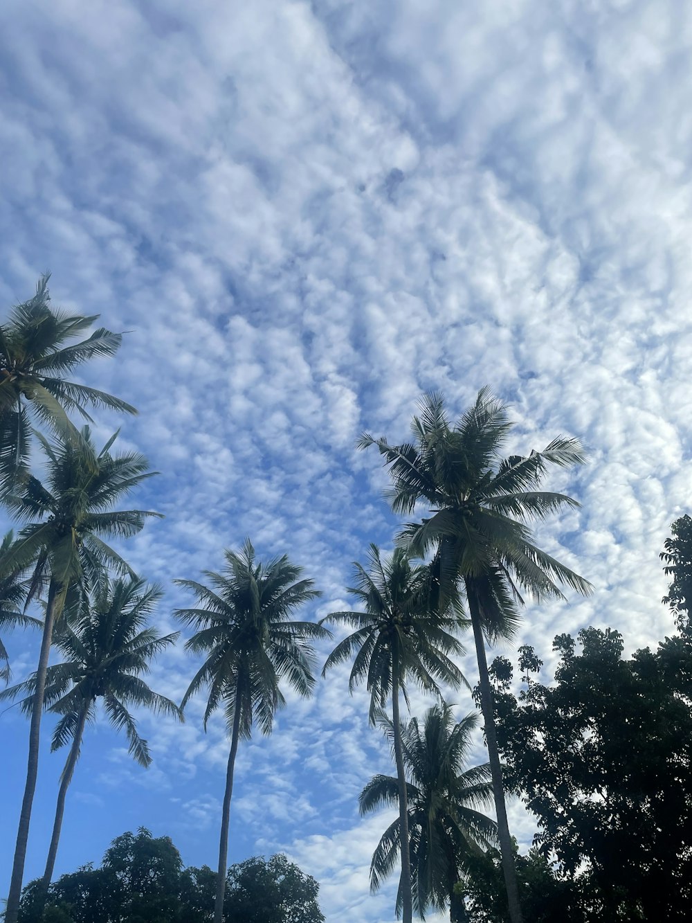 a group of palm trees under a cloudy blue sky