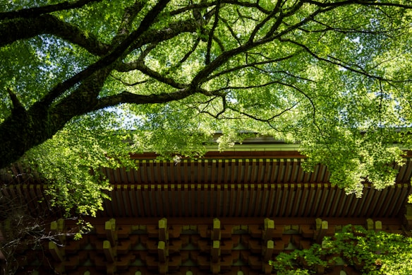 Lush green tree branches spread across the image under a bright sky, with a traditional wooden structure visible beneath the foliage. The contrast between the vivid green leaves and the dark, intricate wood patterns creates a serene and harmonious scene.
