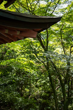 Sunlight filtering through wooden beams of an eco-friendly earthen house under construction in a lush forest.