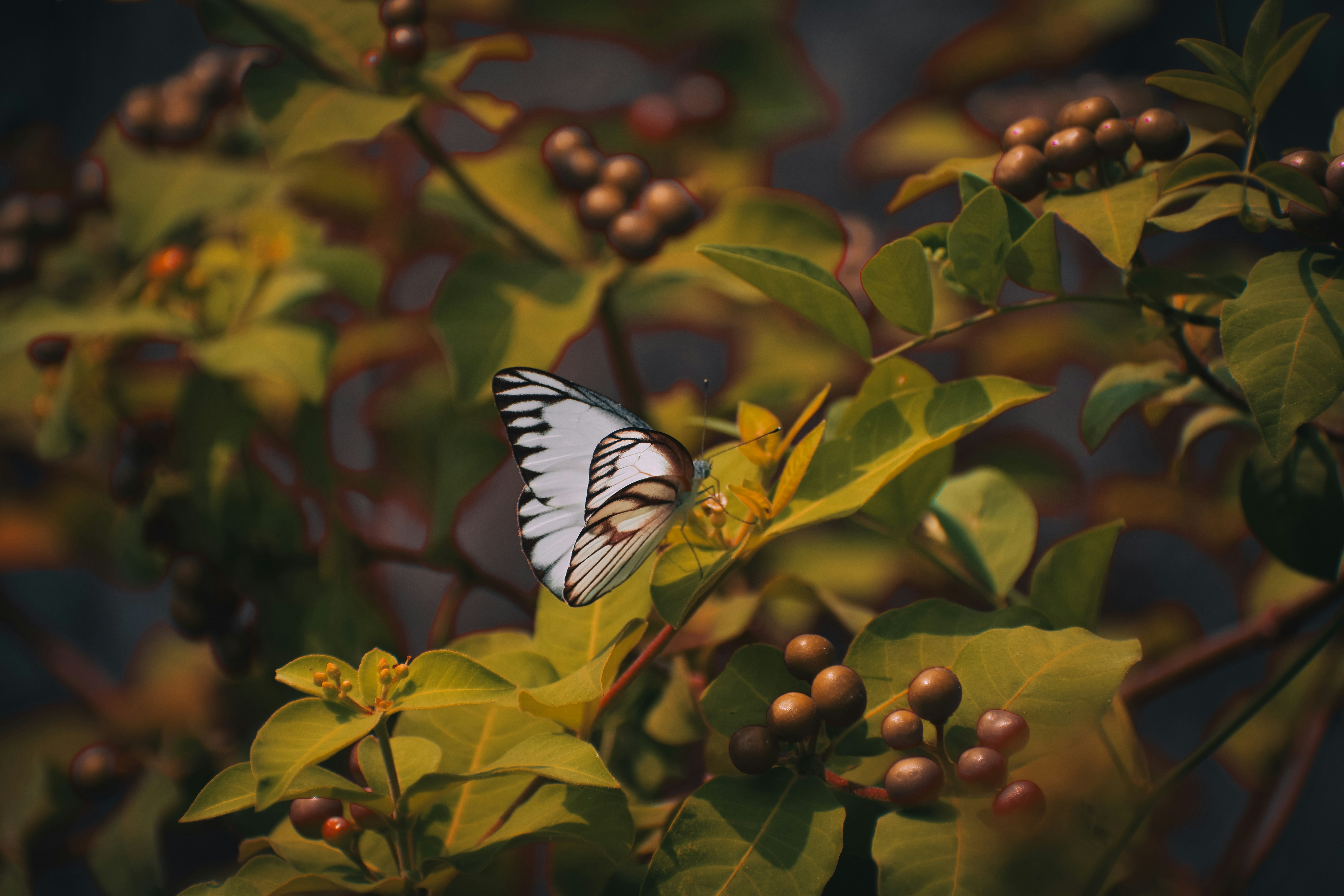 a white and black butterfly sitting on a leafy branch