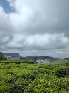 A lush, green tea plantation stretches across rolling hills under a sky filled with scattered, fluffy clouds. Modern, white houses with dark roofs are nestled among the greenery, and distant hills create a serene, pastoral backdrop.