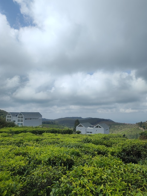 A lush, green tea plantation stretches across rolling hills under a sky filled with scattered, fluffy clouds. Modern, white houses with dark roofs are nestled among the greenery, and distant hills create a serene, pastoral backdrop.