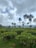 A lush, green landscape with rows of tea plants stretching across gently rolling fields. Tall trees with slender trunks rise above the tea plants, and a backdrop of distant hills is visible under a sky filled with large, fluffy clouds.