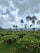 A lush, green landscape with rows of tea plants stretching across gently rolling fields. Tall trees with slender trunks rise above the tea plants, and a backdrop of distant hills is visible under a sky filled with large, fluffy clouds.