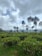 A lush, green landscape with rows of tea plants stretching across gently rolling fields. Tall trees with slender trunks rise above the tea plants, and a backdrop of distant hills is visible under a sky filled with large, fluffy clouds.