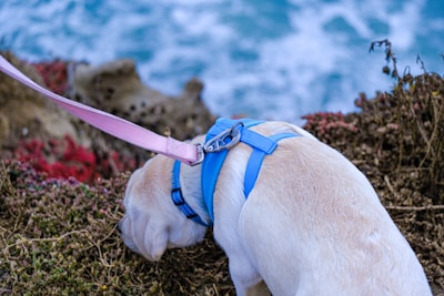 A yellow Labrador Retriever wearing a blue harness is standing on a rocky surface near a cliff, looking down towards the ocean. The leash attached to the harness is pink. The background features a blurred view of the ocean with waves crashing onto the shore.