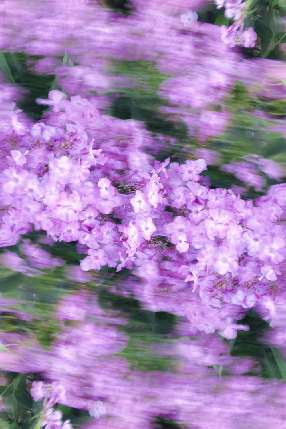 a blurry photo of a bunch of purple flowers