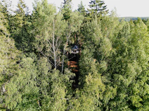 Cozy tiny house nestled among tall green forest trees during golden hour.