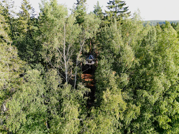 Cozy tiny house nestled among tall green forest trees during golden hour.