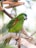 A vibrant green parrot with red markings on its wings perches on a branch. The bird is accompanied by a wooden and metal hanging toy, which includes a small silver bell. The setting is bright and appears to be in a natural environment with blurred foliage in the background.