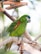 A vibrant green parrot with red markings on its wings perches on a branch. The bird is accompanied by a wooden and metal hanging toy, which includes a small silver bell. The setting is bright and appears to be in a natural environment with blurred foliage in the background.