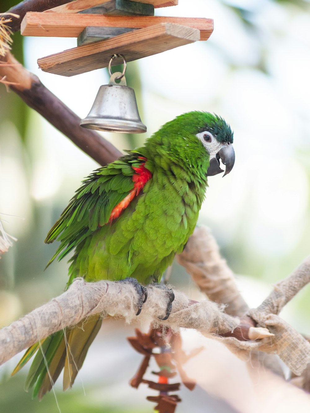 a green parrot perched on a tree branch next to a bird feeder