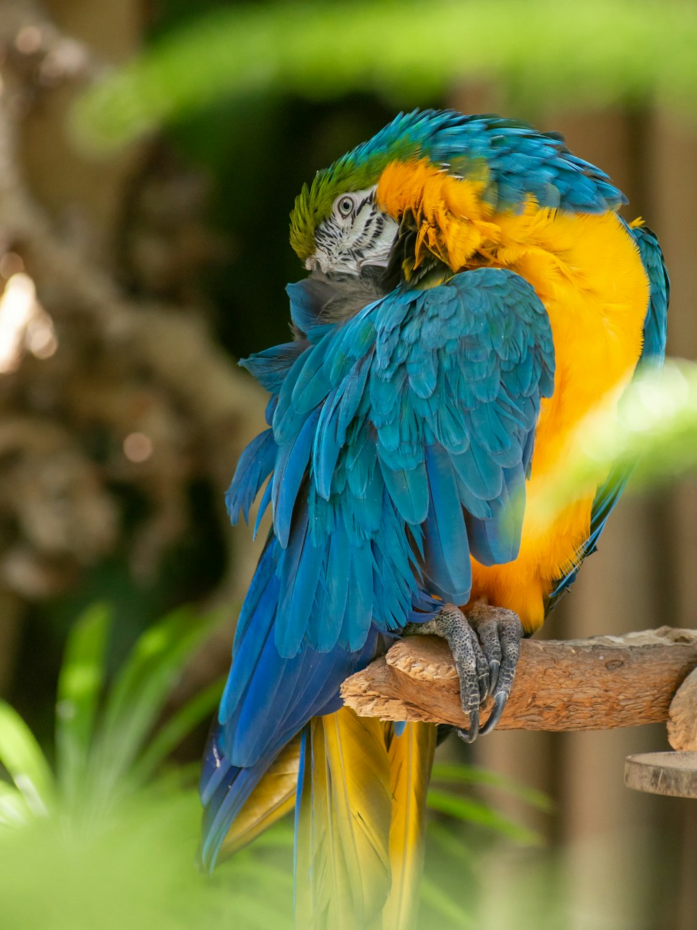 a blue and yellow parrot sitting on top of a tree branch