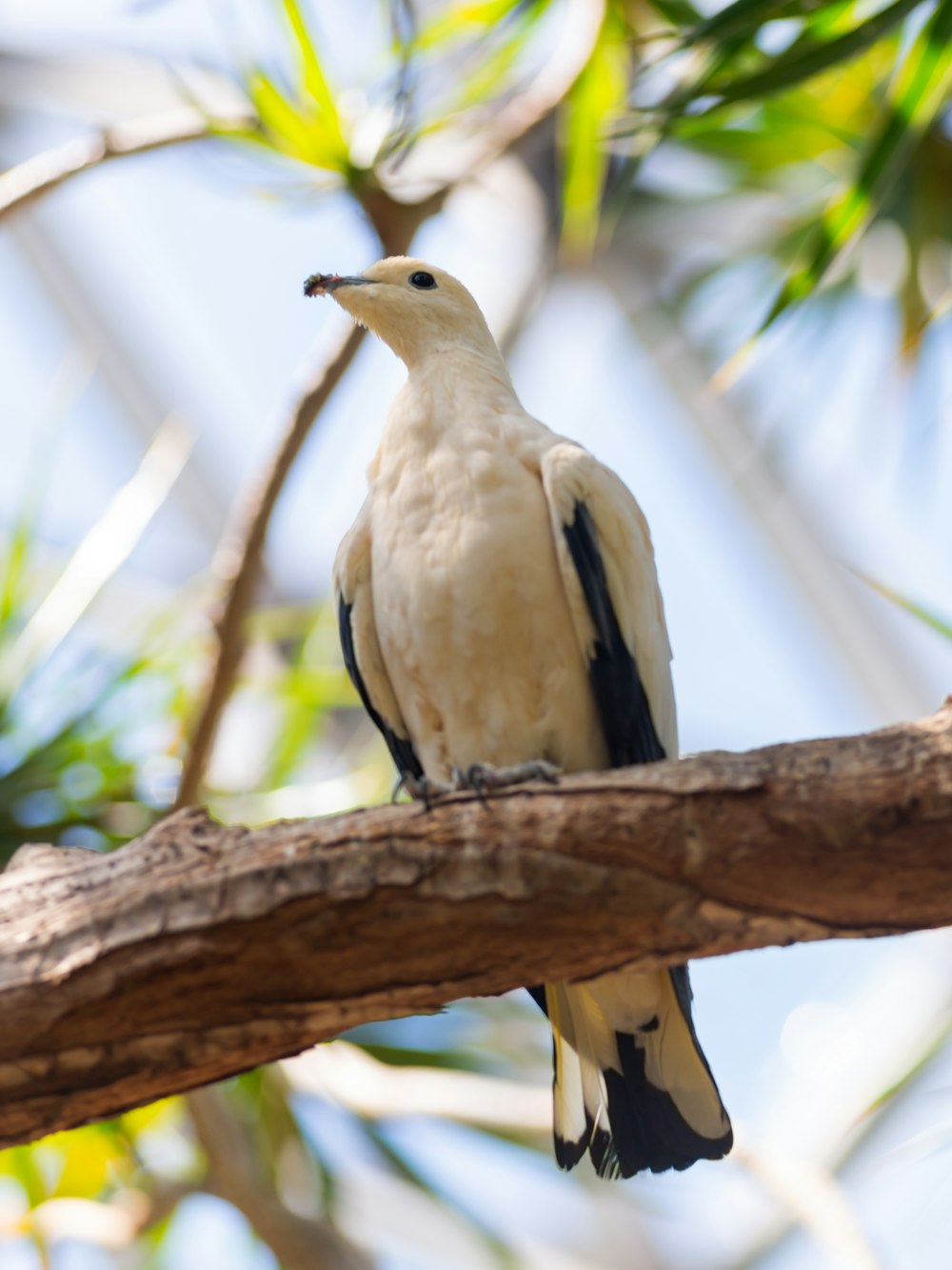 a white and black bird sitting on a tree branch