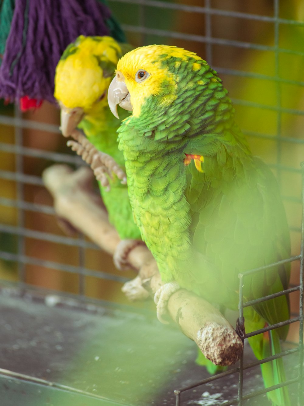 two green and yellow parrots sitting on a perch