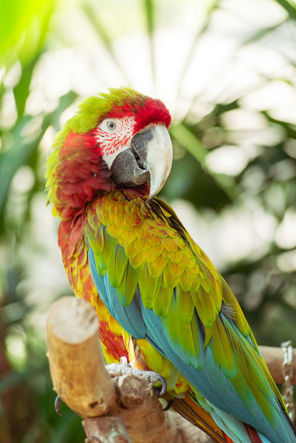 Un pappagallo colorato seduto sulla cima di un ramo dell'albero