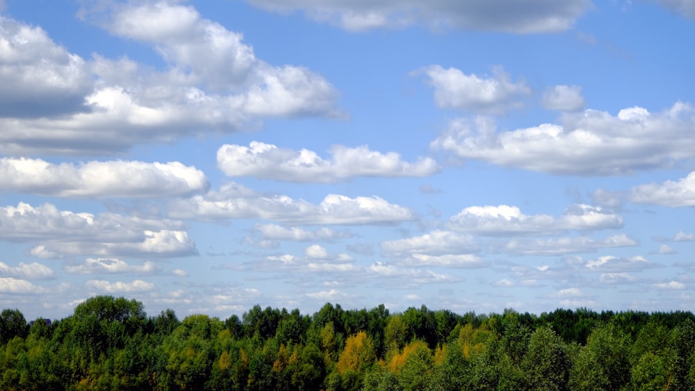 Un campo con árboles y nubes en el cielo