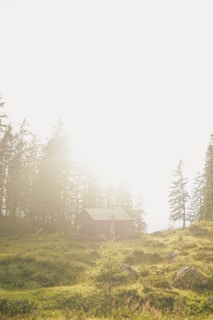 A solitary cabin nestled in a serene forest clearing, surrounded by tall pine trees. Sunlight streams in, creating a warm and peaceful atmosphere with a slightly hazy appearance. The landscape is lush and green, with patches of sunlight highlighting the grass and rocks scattered across the terrain.
