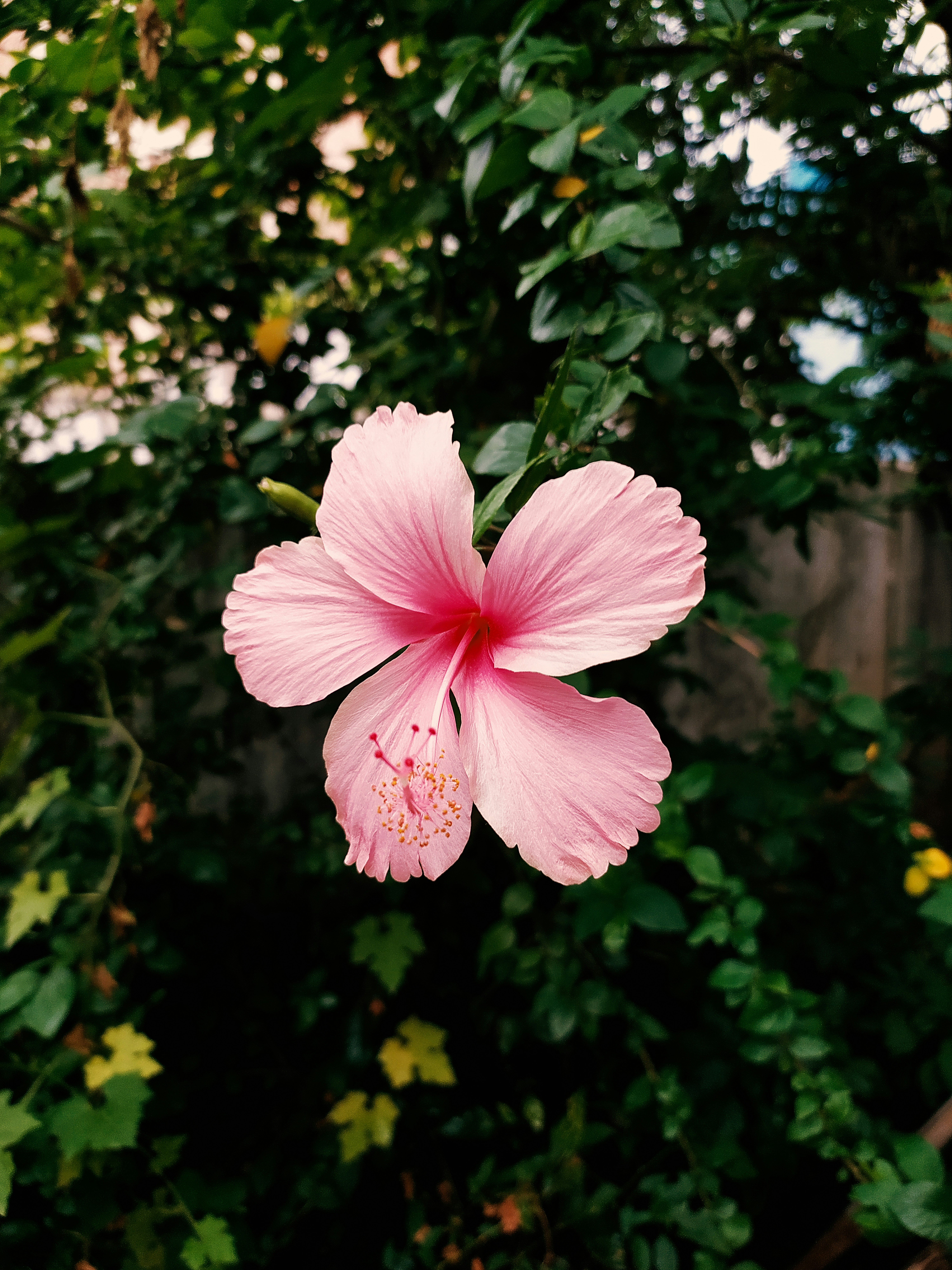 Hibiscus petal photo reference