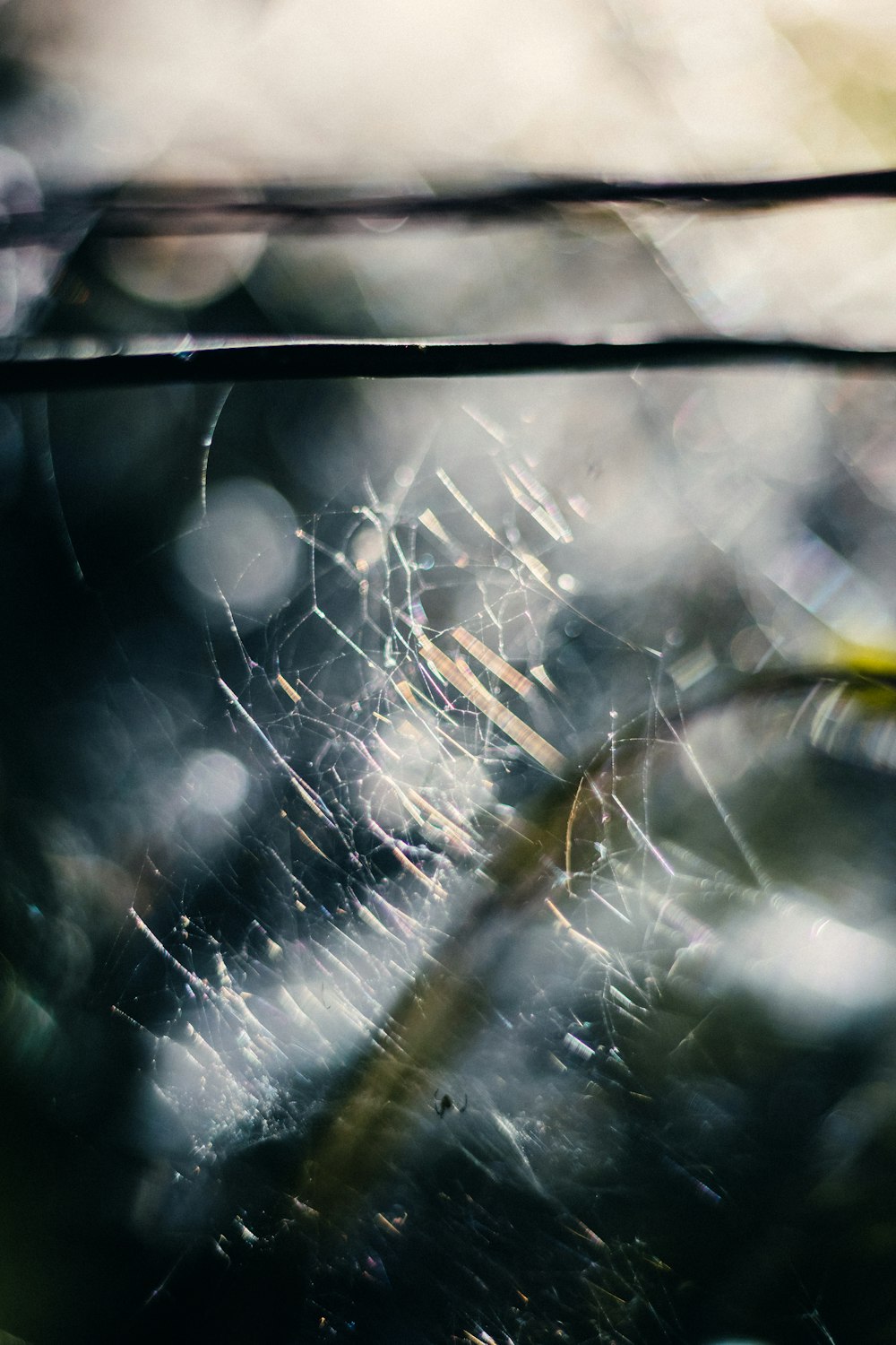 a close up of a spider web on a tree branch