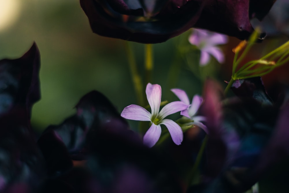 a close up of a purple flower with a blurry background