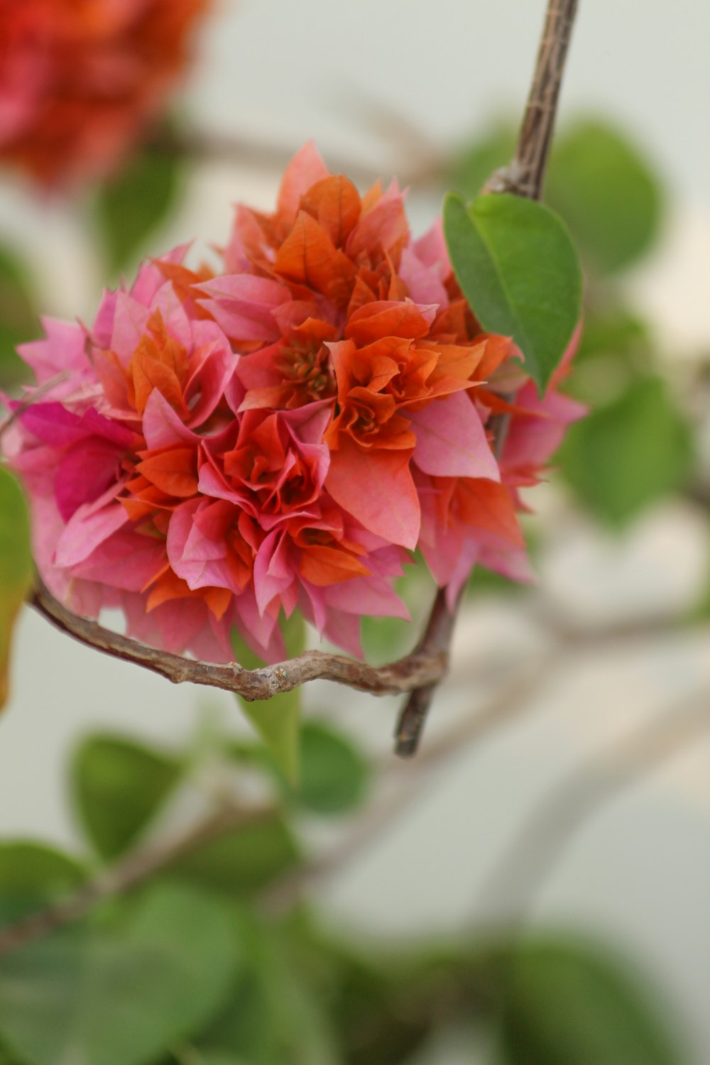 a close up of a flower on a tree branch