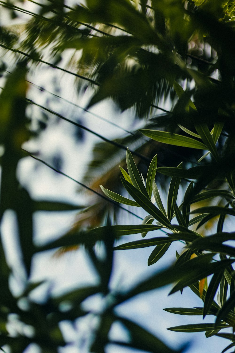 a bird sitting on a branch of a tree