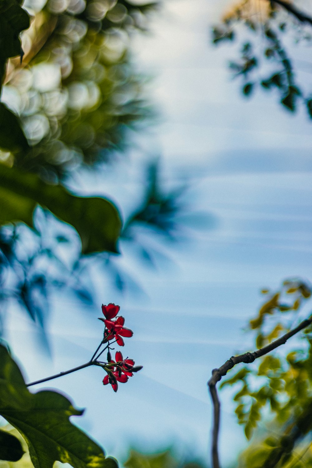 a red flower is growing on a tree branch