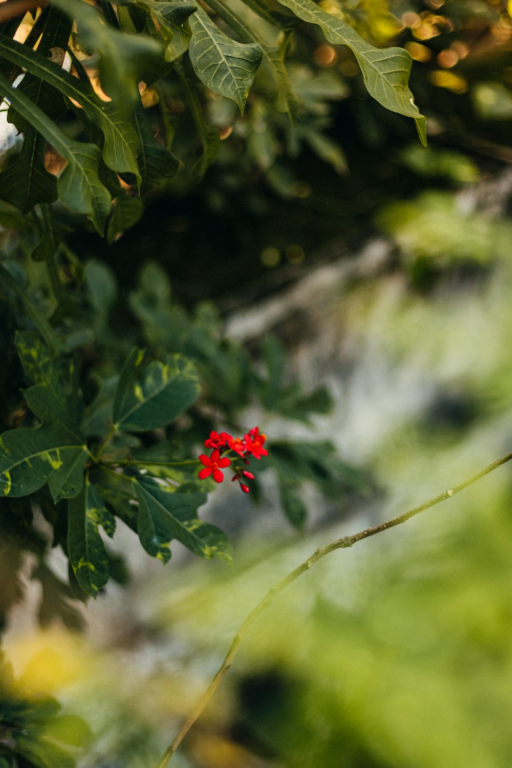 a small red flower sitting on top of a tree