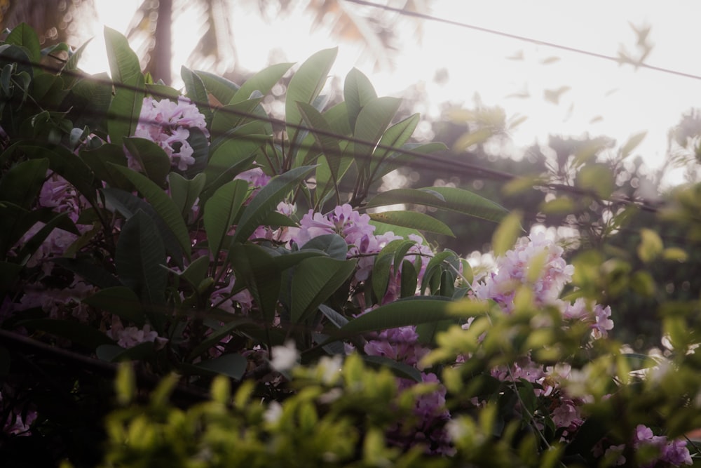 a bunch of flowers that are by a fence