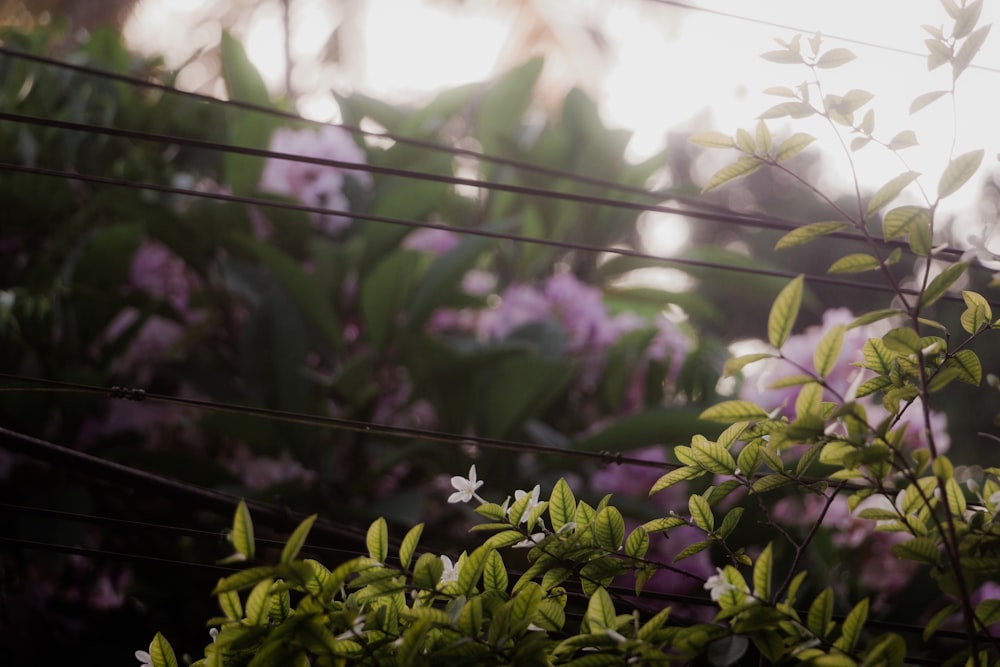 a bunch of flowers that are by some wires