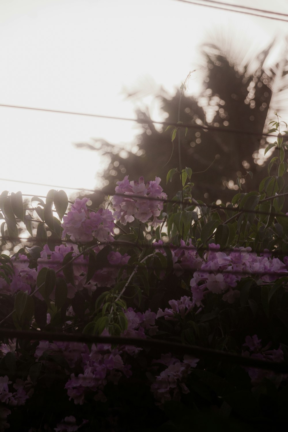 a bunch of flowers that are by a fence