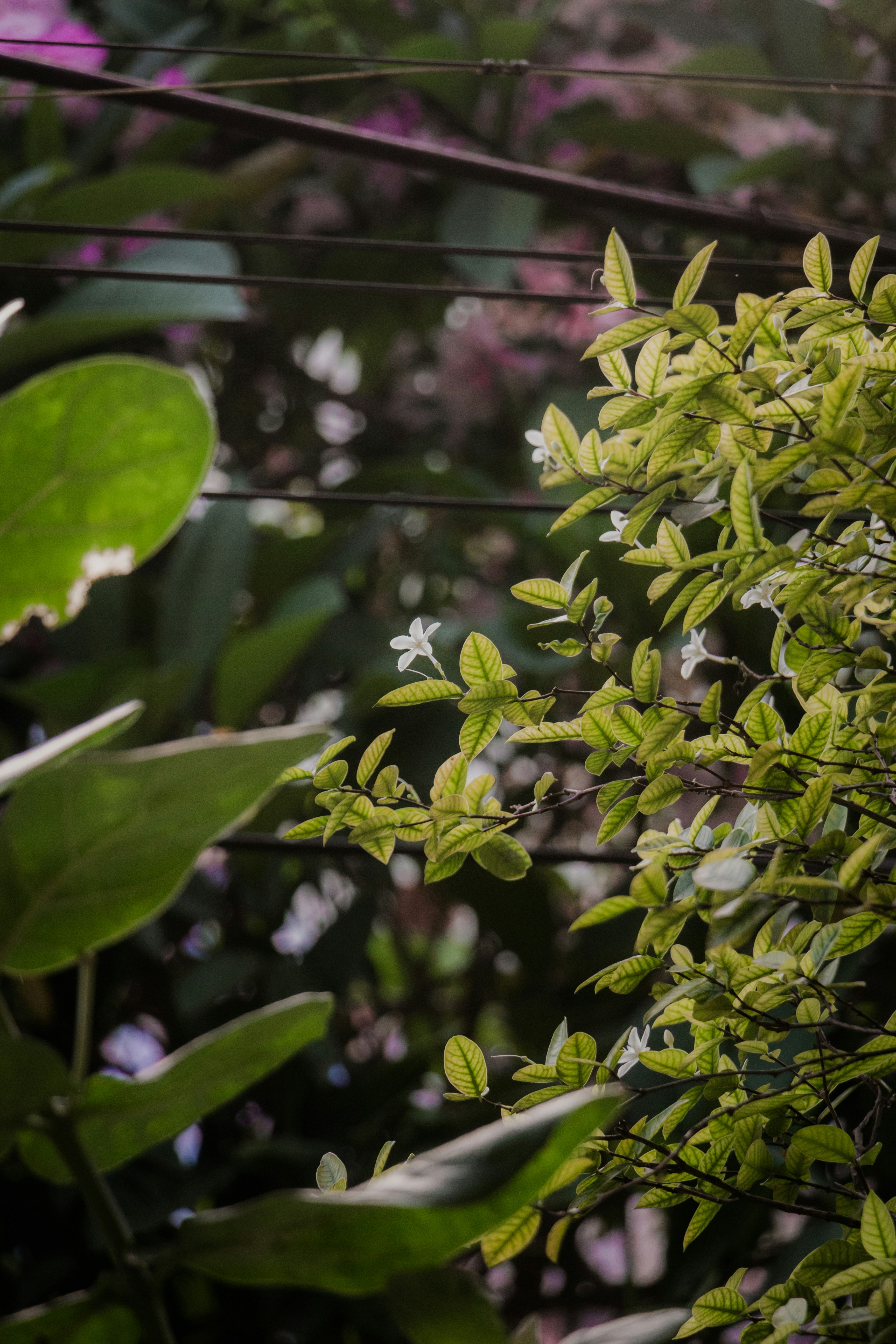 a bird perched on a branch of a tree