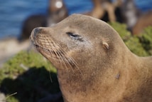 A close-up view of a seal with its head slightly raised, displaying its whiskers and smooth fur. The background reveals blurred vegetation and hints of water, suggesting a natural habitat near the sea.