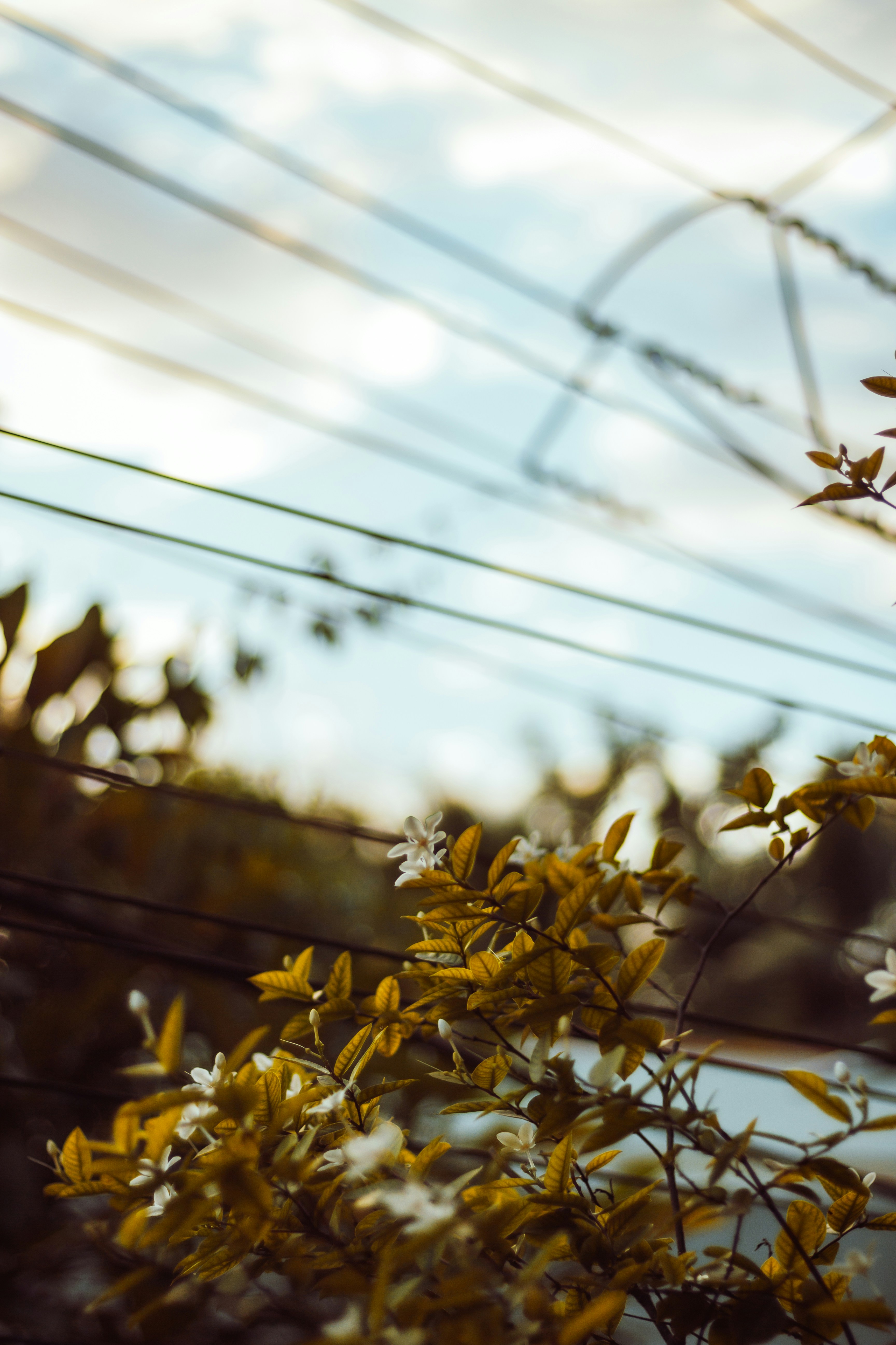 a bird perched on a branch of a tree