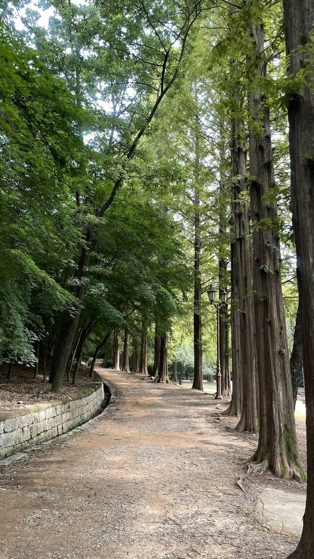 a path in the middle of a park lined with trees