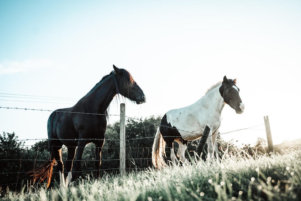 two horses standing next to each other behind a fence