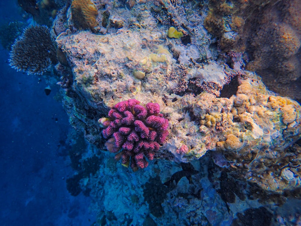 a colorful coral grows on a coral reef