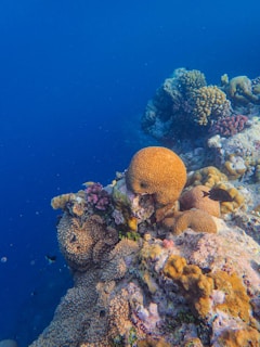 A vibrant underwater coral reef teeming with diverse species of coral in various shapes and colors. The clear blue water provides a contrasting background, highlighting the intricate patterns and textures of the coral formations.