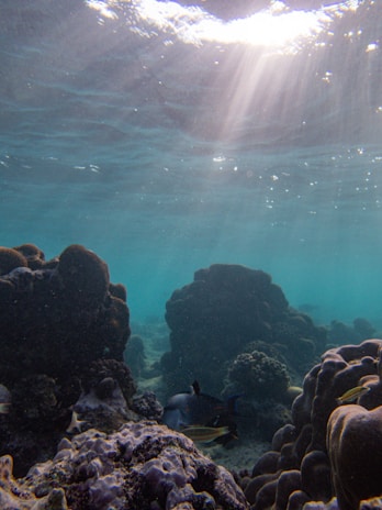 Sunlight filtering through crystal-clear water illuminating a vibrant patch of coral reef.