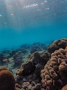 Underwater view of shallow waters with colorful corals and fish.